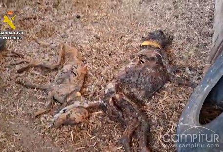 Encuentran 32 perros muertos por abandono en una finca de Azuaga (Badajoz)